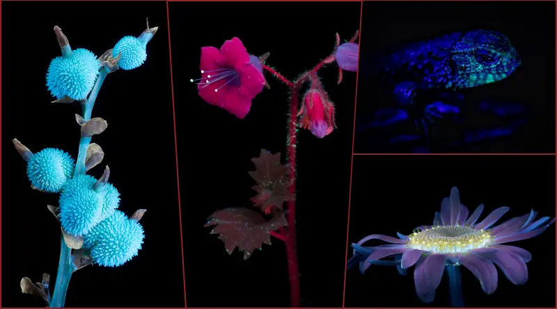 10 Animals That See UV Light