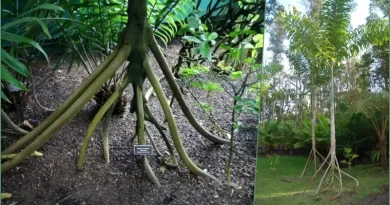 10 Best Trees That Walk