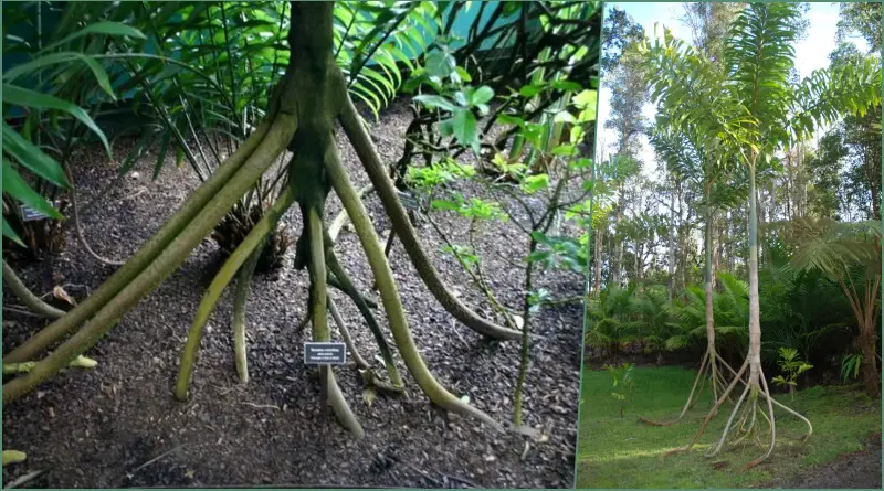 10 Best Trees That Walk