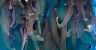 10 Boiling Water Survival Animals That Laugh at Extreme Heat