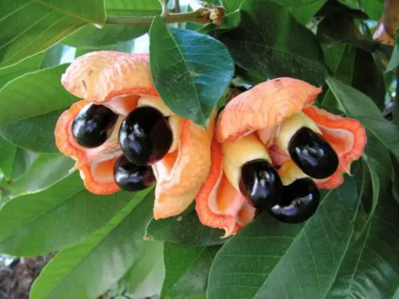 Ackee