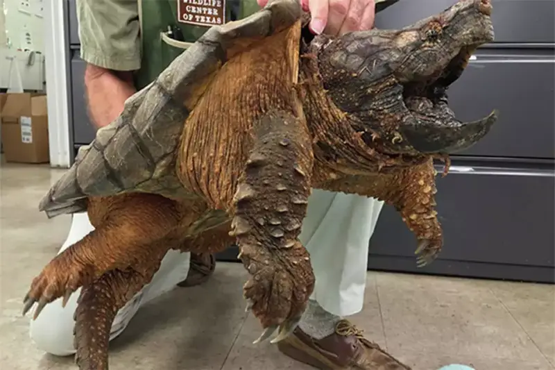 Alligator Snapping Turtle