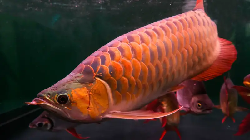 Arowana