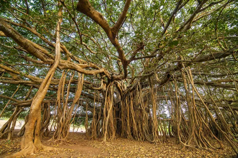 Banyan Trees in India