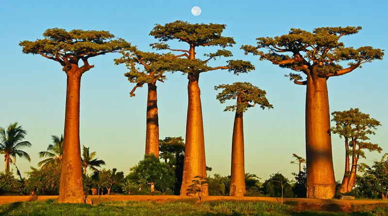 Baobab Tree 1