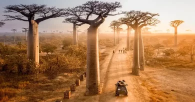 Baobab Tree