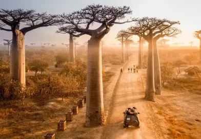 Baobab Tree