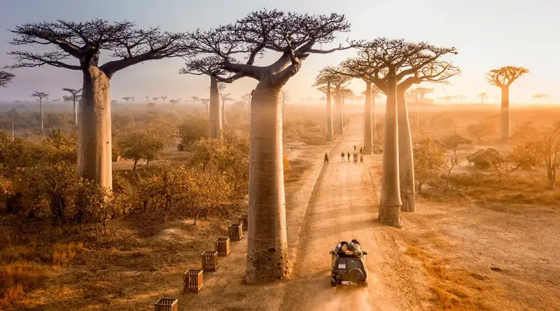 Baobab Tree