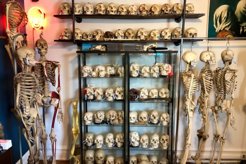 Bones and Skulls