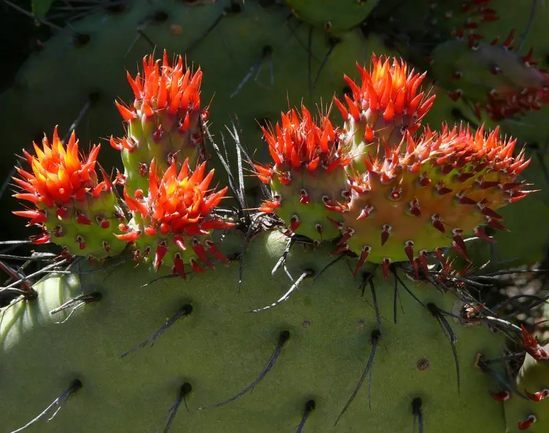 Cactus Flowers (Cactaceae family)