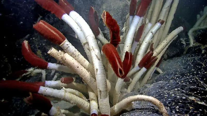Deep-Sea Tube Worms