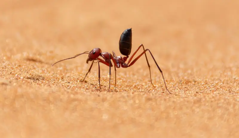 Desert Ants