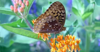 Desert Blooms That Attract Beautiful Butterflies