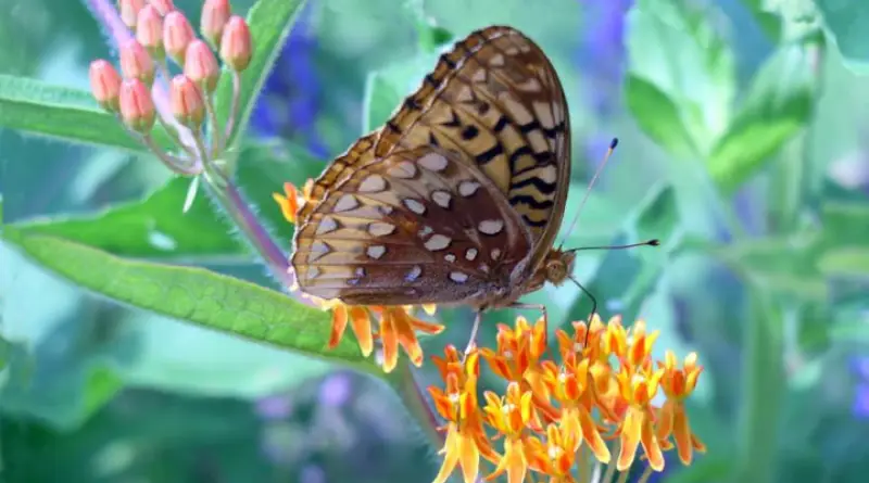 Desert Blooms That Attract Beautiful Butterflies