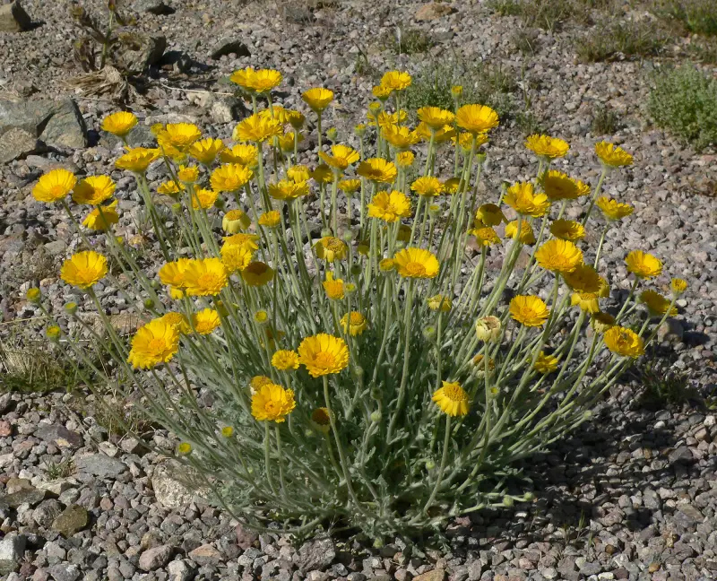 Desert Marigold (Baileya multiradiata)
