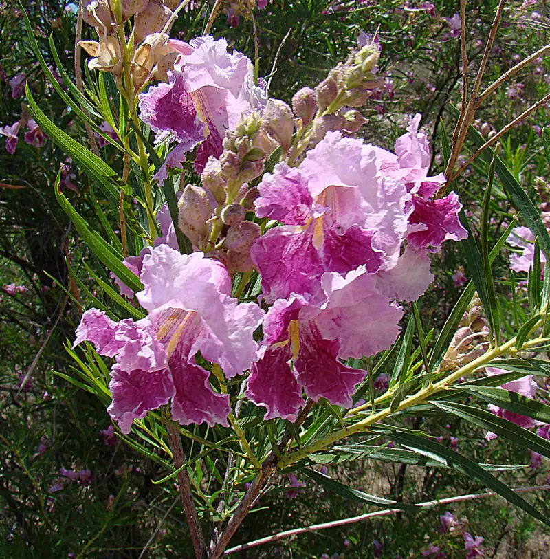 Desert Willow (Chilopsis linearis)