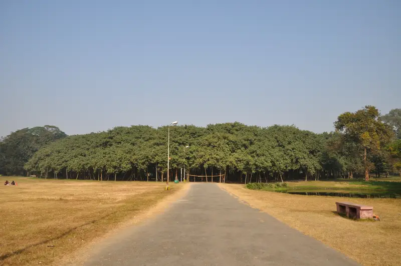 Full expanse of Great Banyan in India