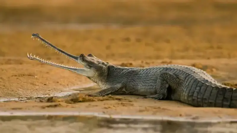 Gharial