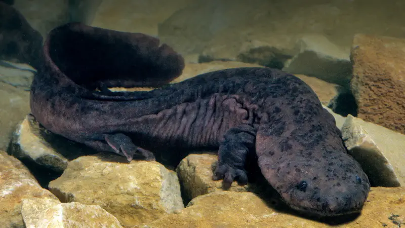 Giant Chinese Salamande