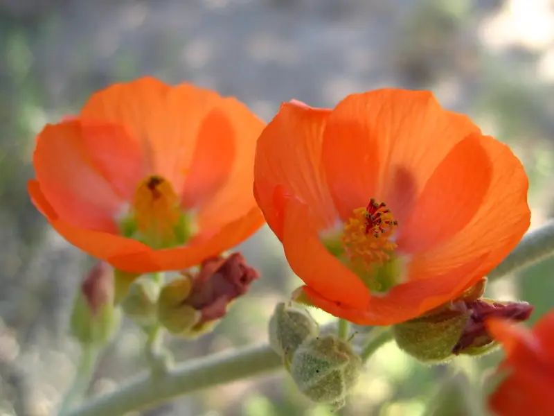 Globe Mallow (Sphaeralcea ambigua)
