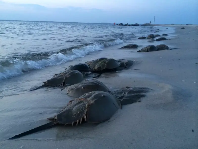 Horseshoe Crab