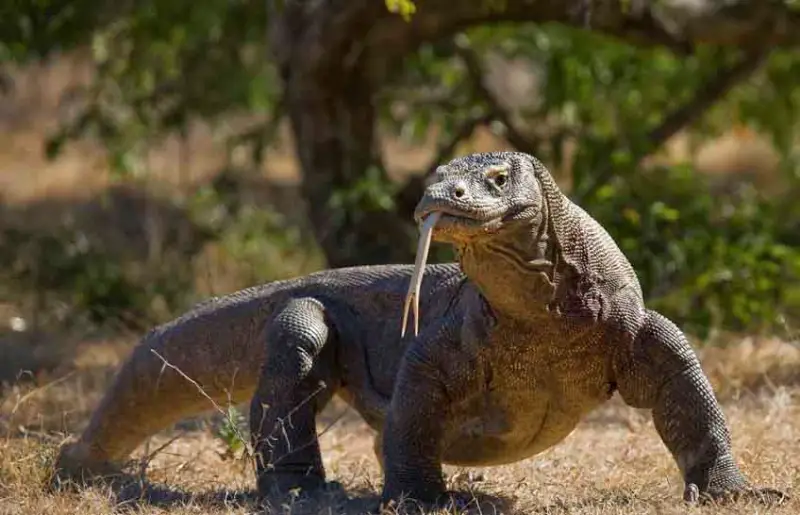 Komodo Dragon
