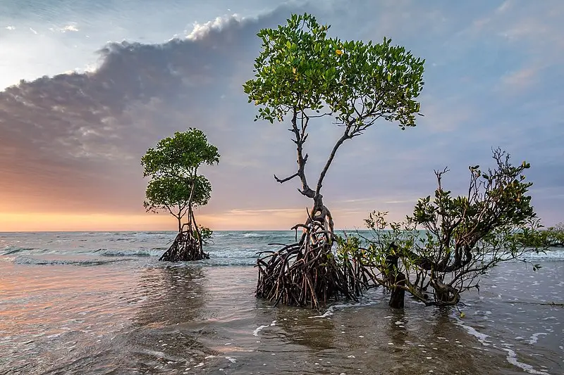 Mangrove Trees on Water