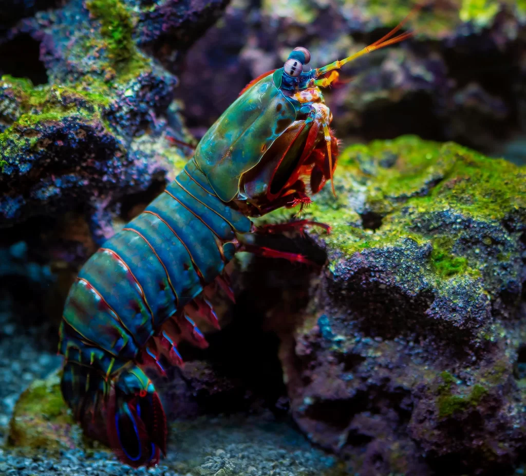 Mantis Shrimp