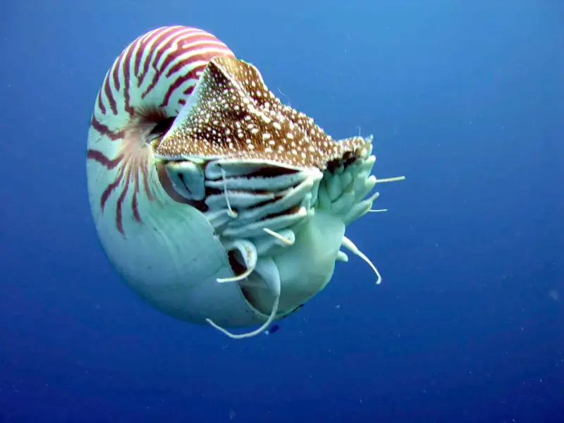 Nautilus