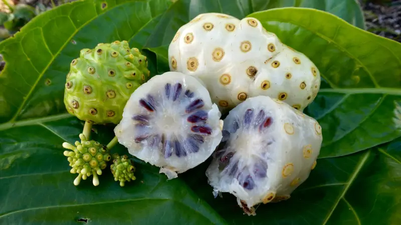 Noni Fruit