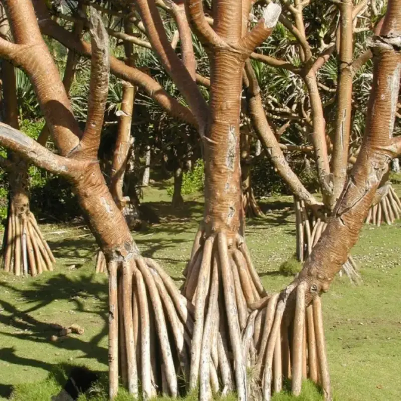 Pandanus Trees in Madagascar 1