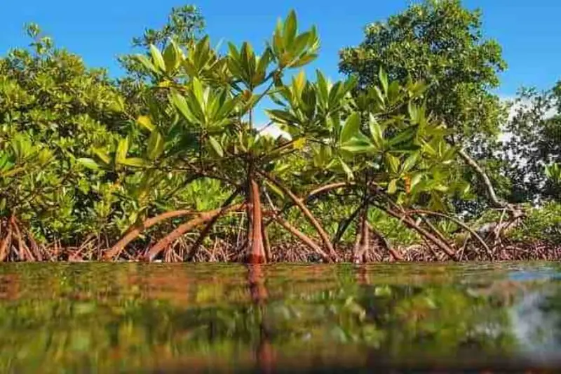 Red Mangroves in the Caribbean