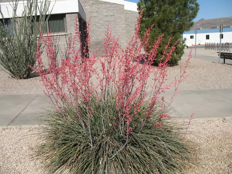 Red Yucca (Hesperaloe parviflora)