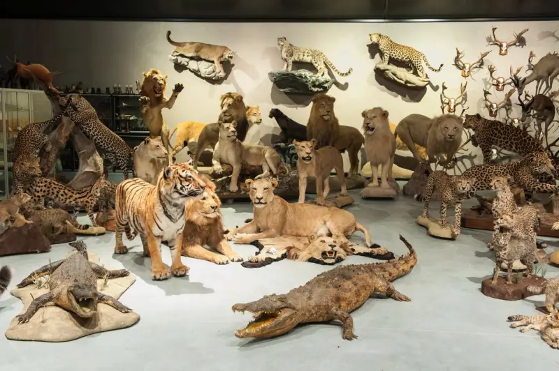Taxidermy Animals