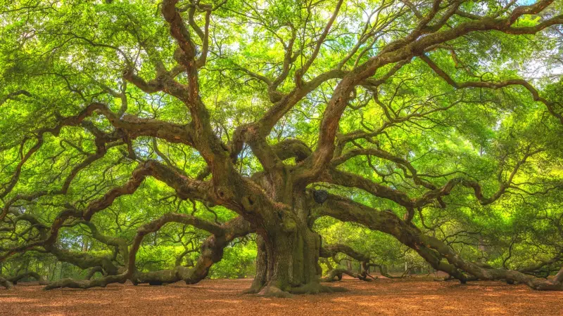 The Angel Oak