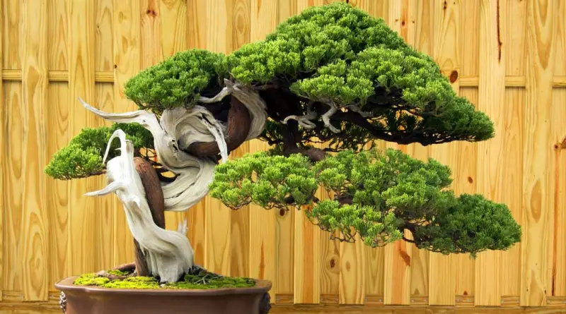 The Bonsai Tree