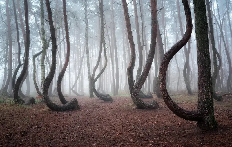 The Dancing Tree (Poland)