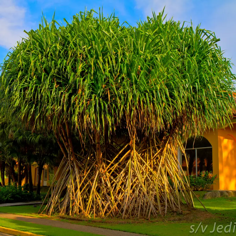 The Socratea Exorrhiza (Walking Palm)