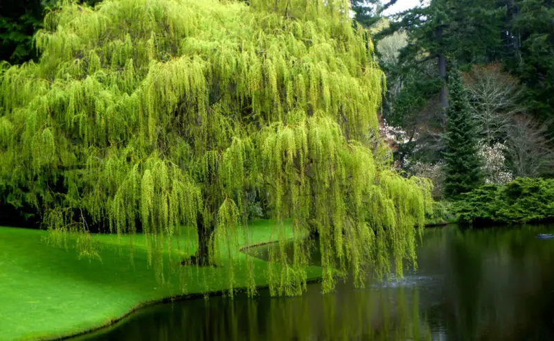 The Weeping Willow