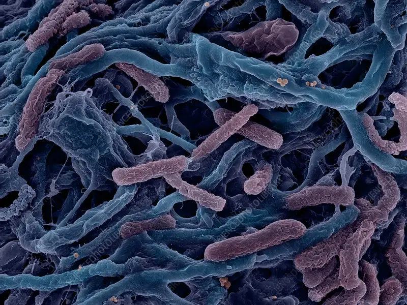 Thermophilic Bacteria
