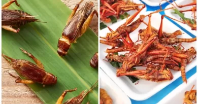 10 Foods From Around the World That Will Shock You 1