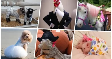 10 Times People Took Pet Costumes Way Too Far