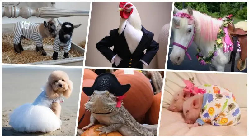 10 Times People Took Pet Costumes Way Too Far