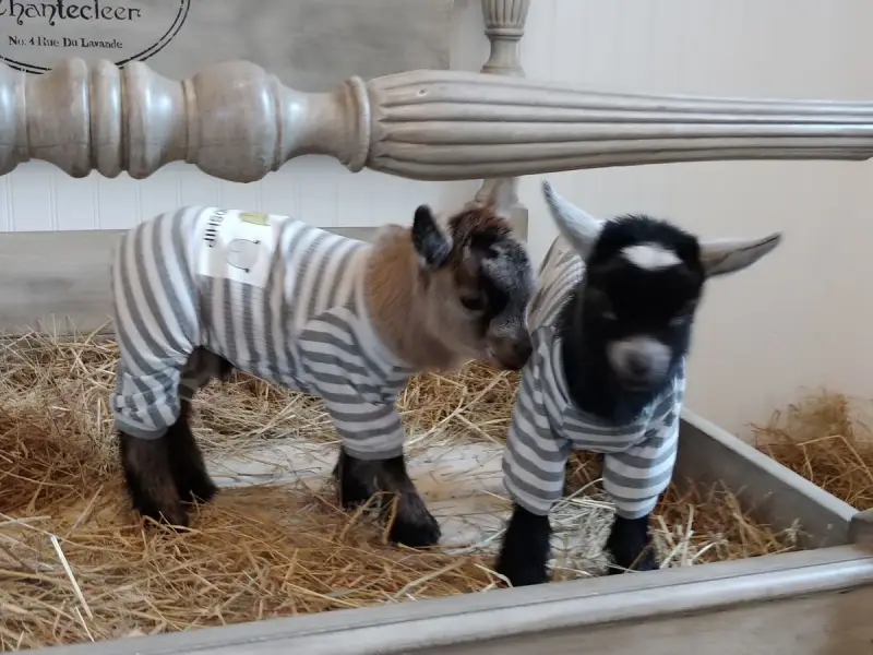 Goat in Pajamas