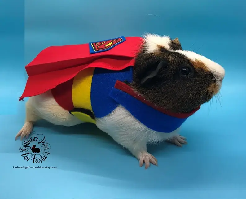 Guinea Pig Superhero Parade