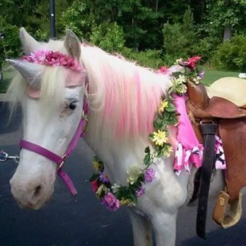 Horse Dressed as a Unicorn