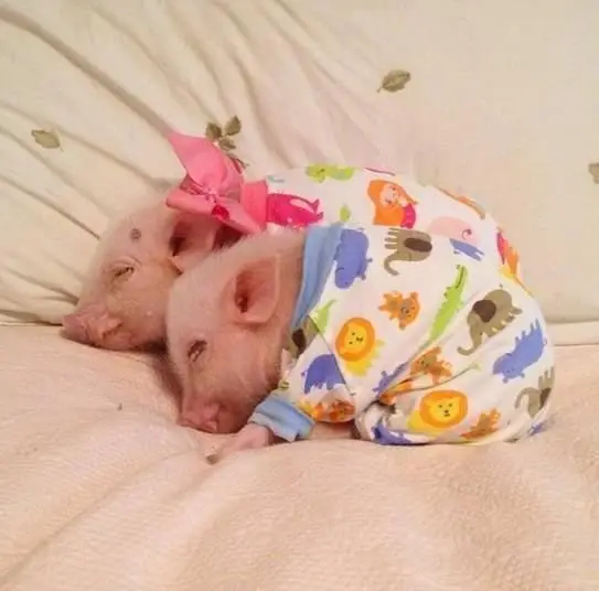 Pig Dressed as a Baby