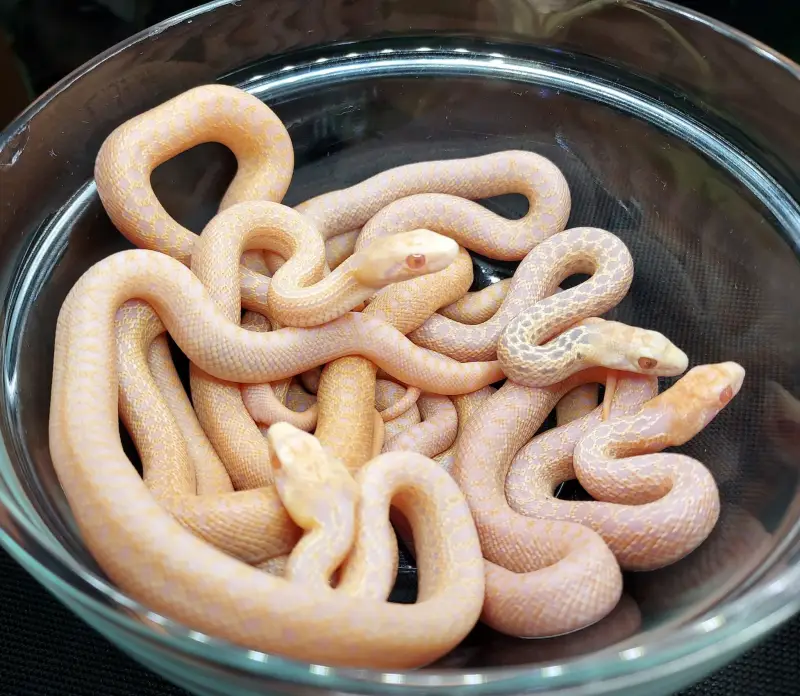 Snake as a Noodle Bowl