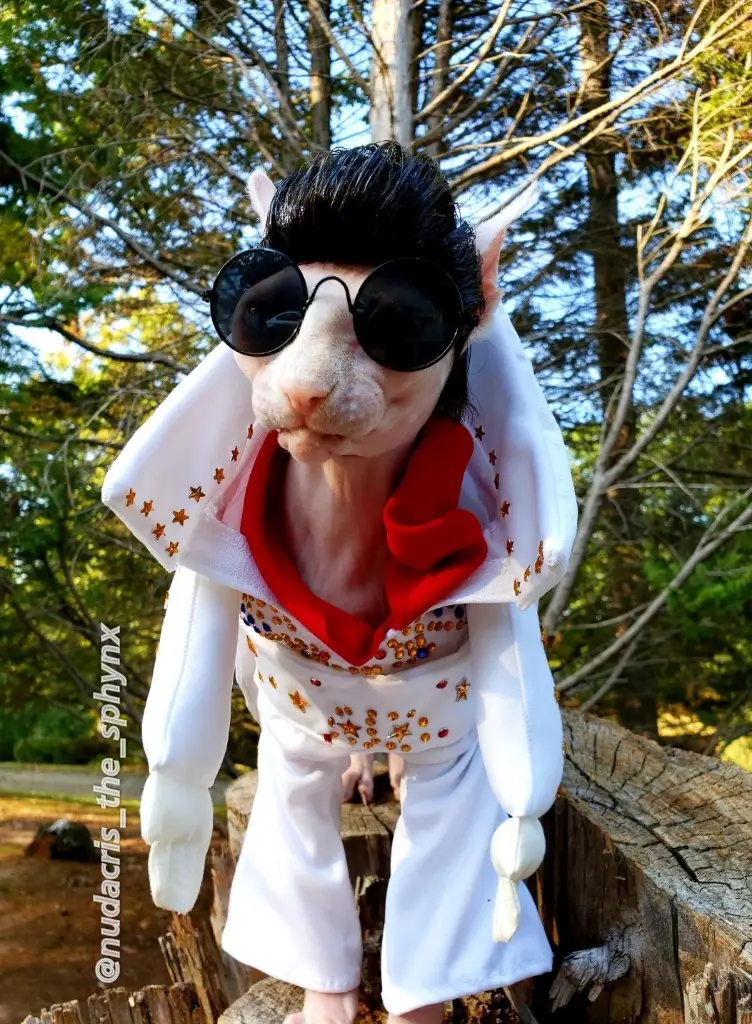 The Cat as Elvis Presley