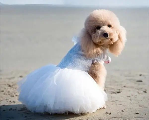 The Dog in a Wedding Dress